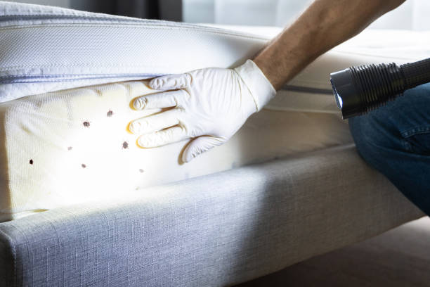 Best Emergency Pest Control  in Burlington, OH