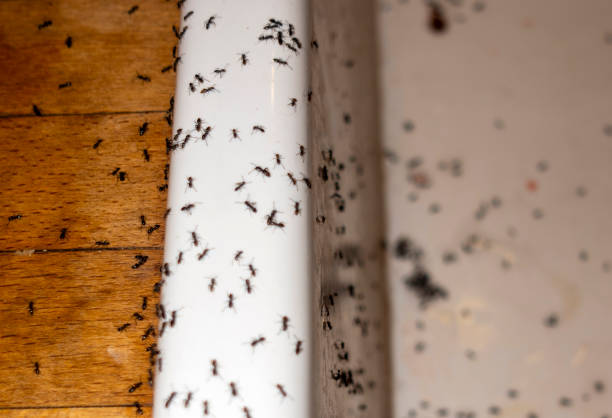 Best Insect Control  in Burlington, OH
